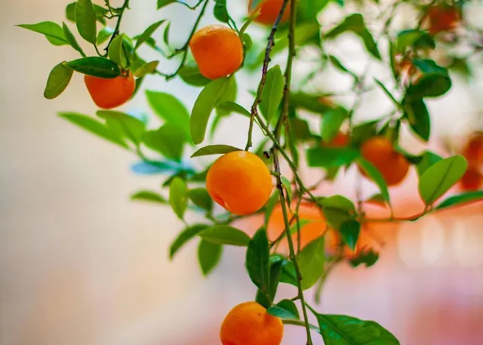 Lejlighed Ivana Dubrovnik